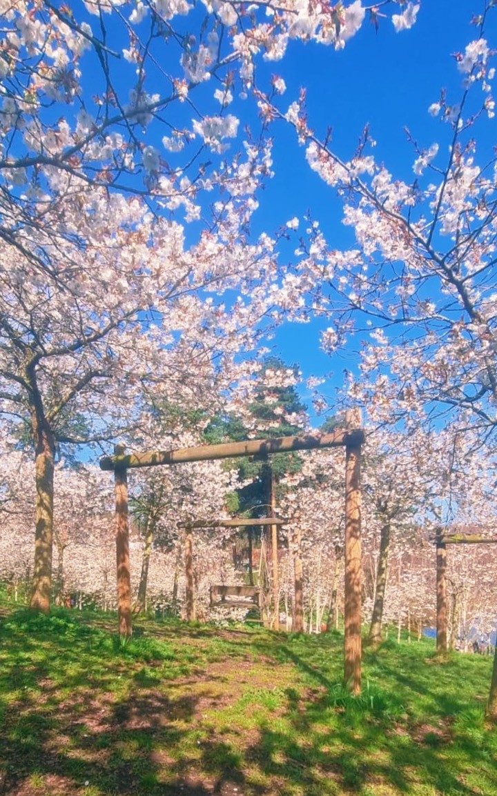 Cherry blossom in bloom at The Alnwick Garden